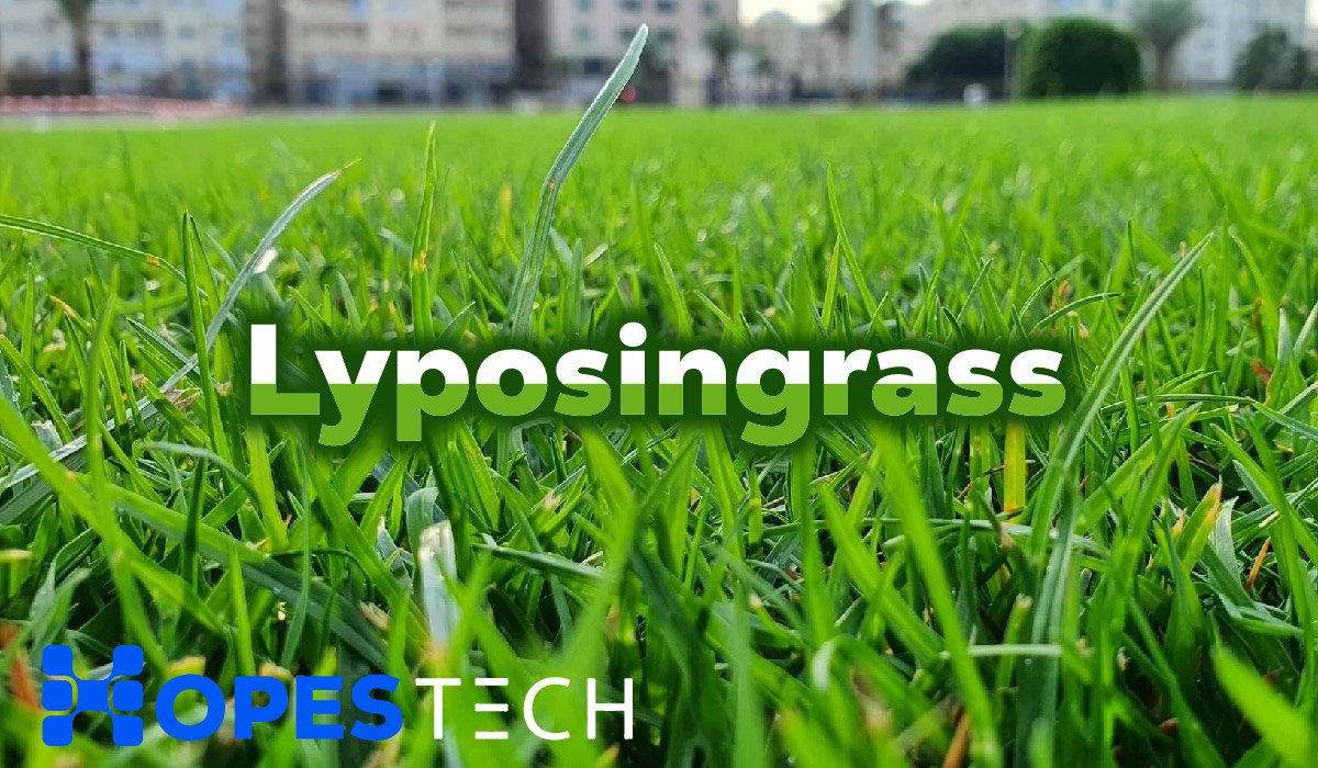 Lyposingrass