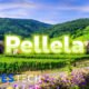 Pellela