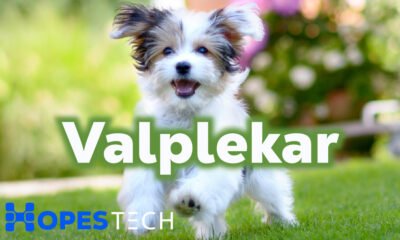 Valplekar