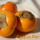 Caquis Persimon