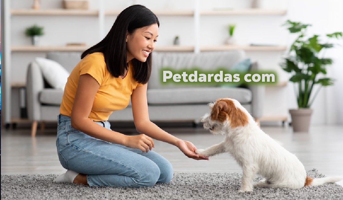 Petdardas com