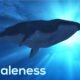 Whaleness